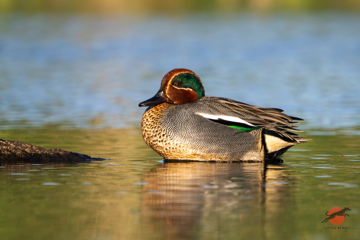 Male Eurasian teal resting on the water at Driffield