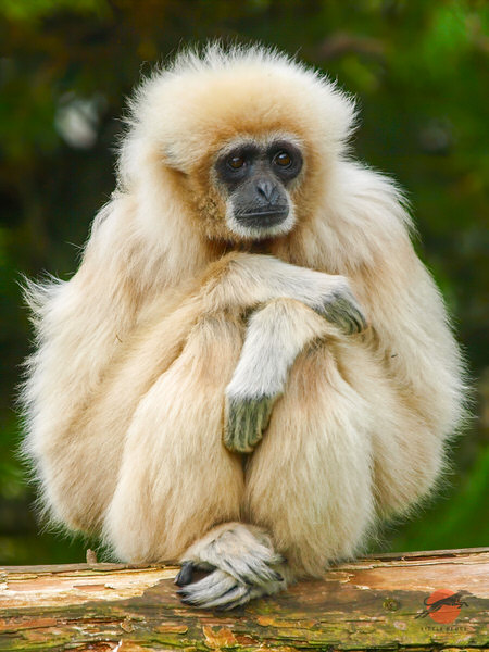 White-handed gibbon sitting with its arms folded on a log