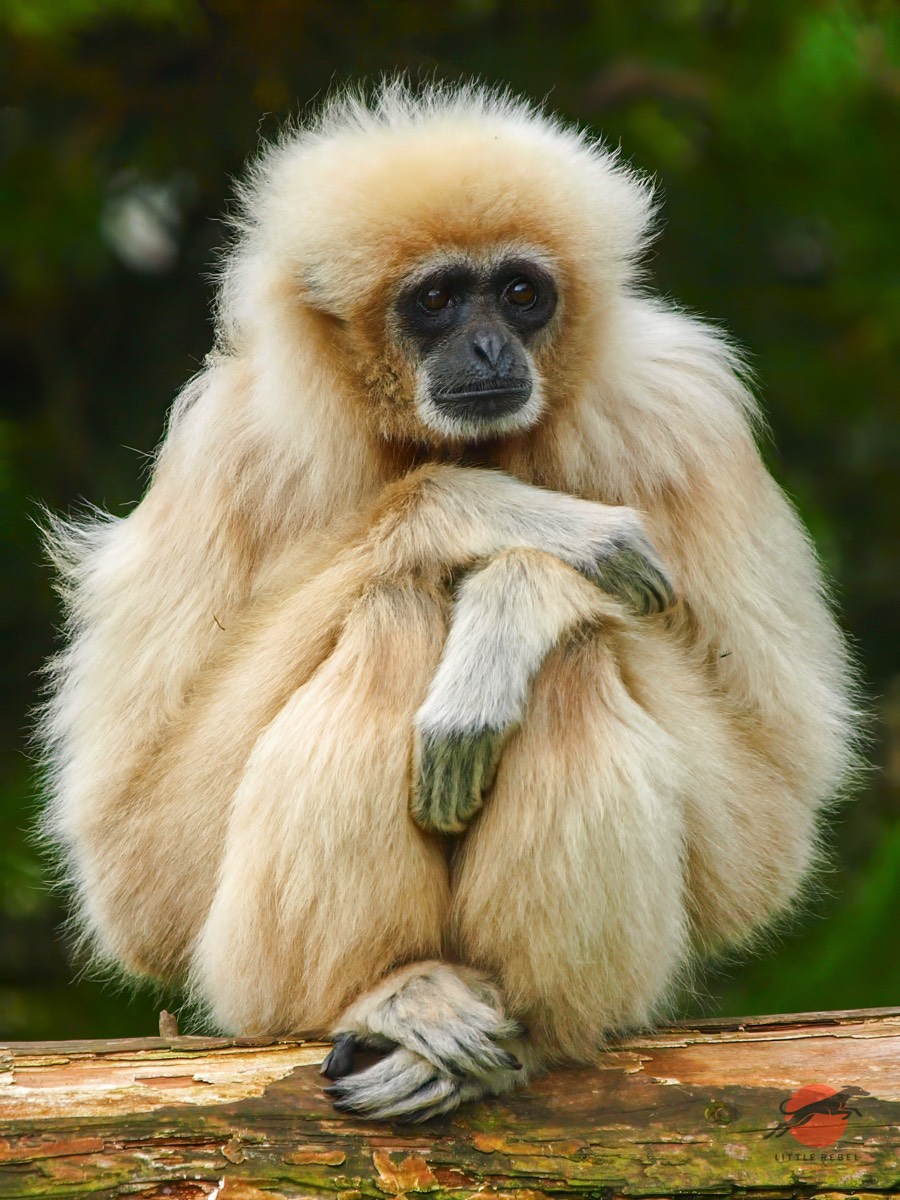 White-handed gibbon sitting with its arms folded on a log