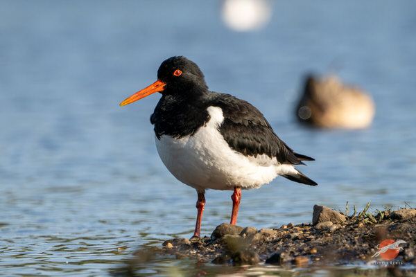 Oystercatcher standing at the water’s edge in East Yorkshire