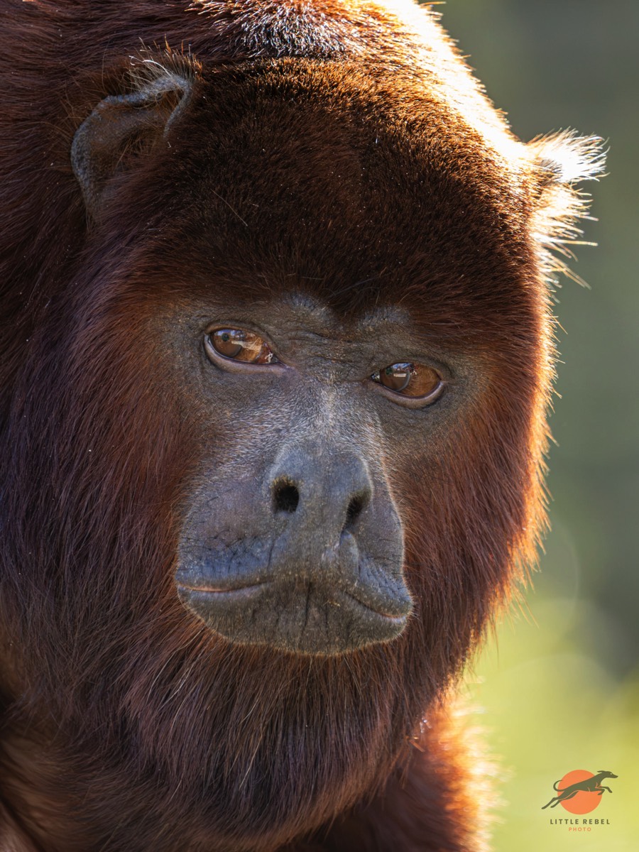 Close-up portrait of a red howler monkey in warm backlight
