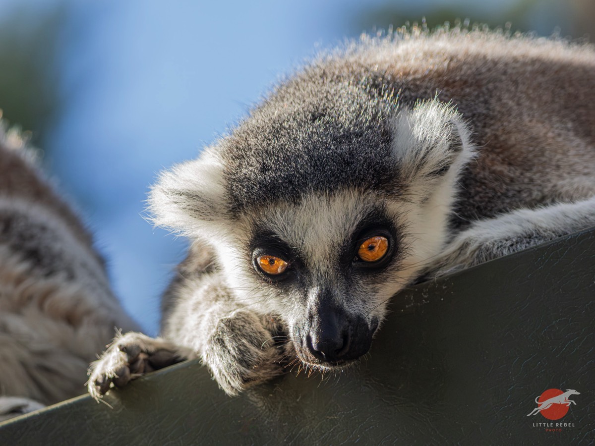 Ring-tailed lemur resting its head and paws on a ledge