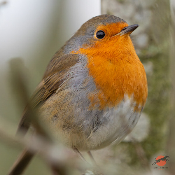 European robin perched in a tree at Martin Mere