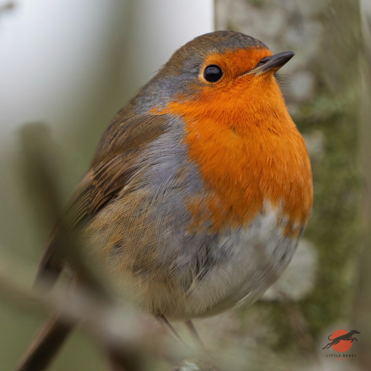 European robin perched in a tree at Martin Mere