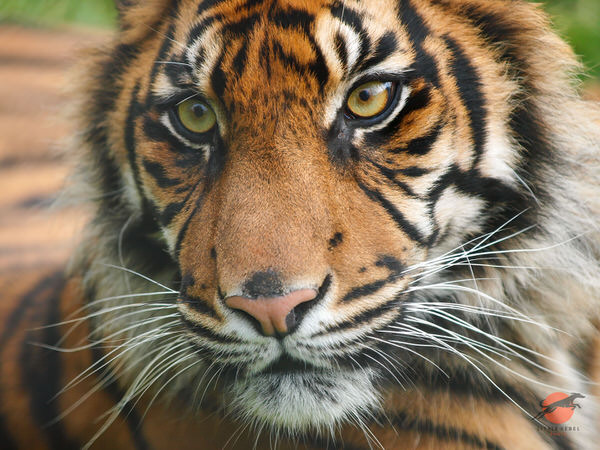 Close-up portrait of a Sumatran tiger