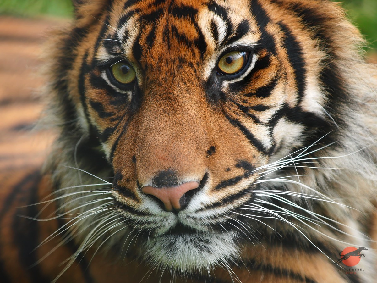 Close-up portrait of a Sumatran tiger