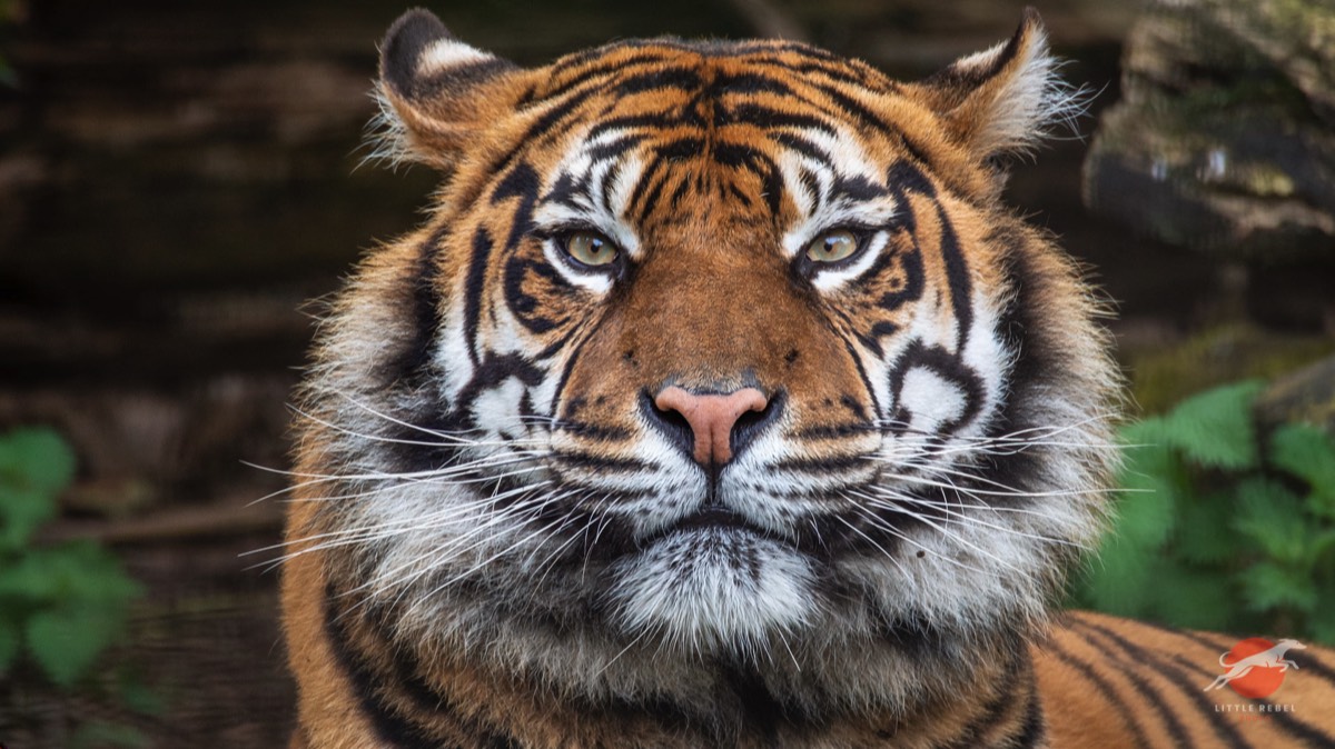 Front-facing portrait of a Sumatran tiger looking directly at the camera