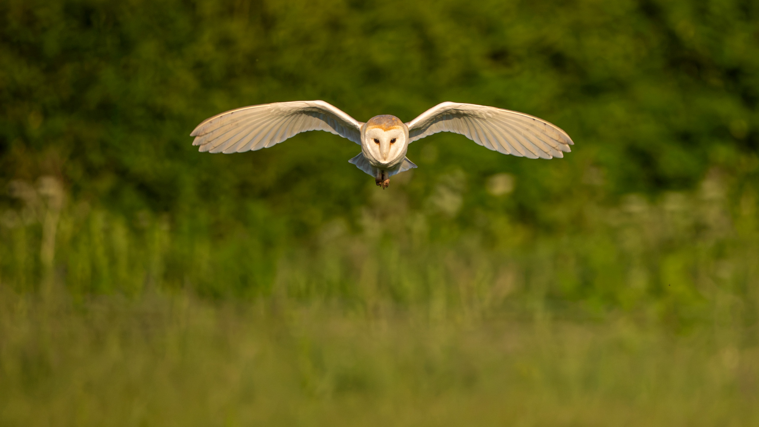 Barn owl hunting